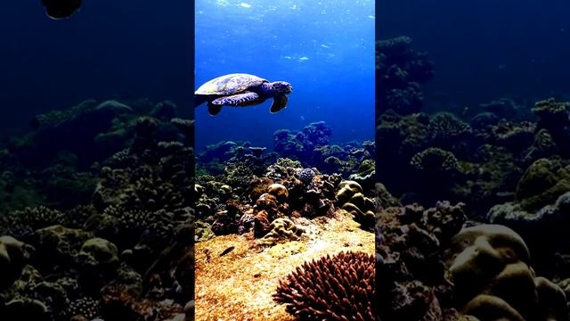 Панорама с высоты птичьего полета