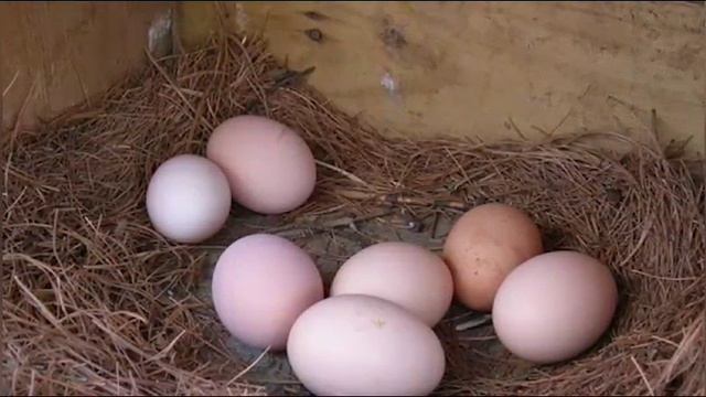 Куры, не несут яйца !? Что с этим делать!!!
Варианты решения.