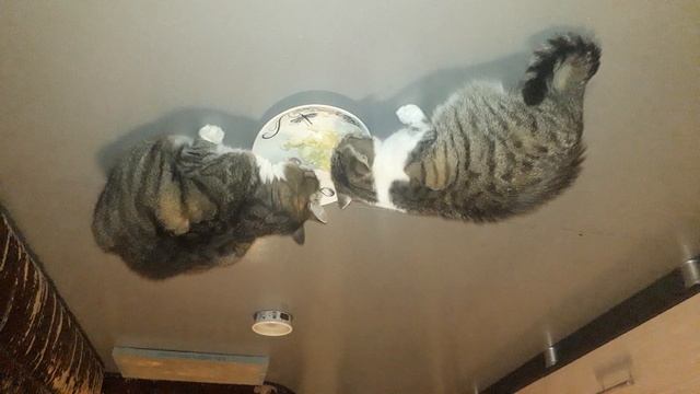 Огуречный кот и огуречная кошка.
