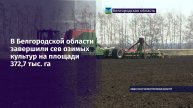В Белгородской области завершили сев озимых культур