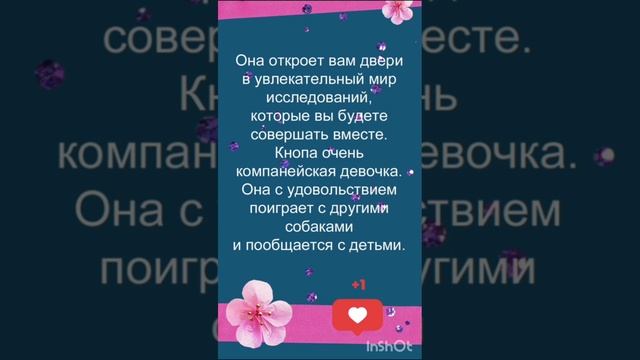 ❤ Компактная метис спаниеля Кнопа ищет дом и семью. ❤