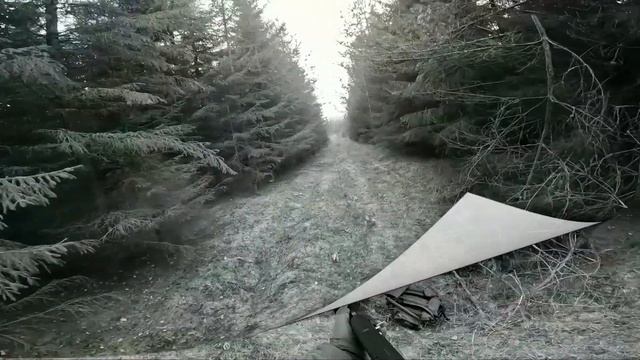 Выстрелы по зайцу на охоте 12.10.2024