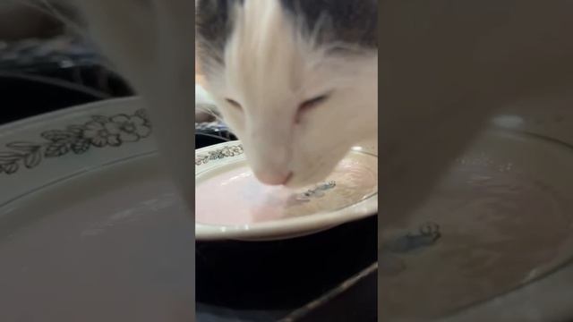 Лакомство))