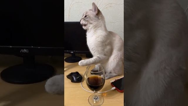 Что за гадость? 😼