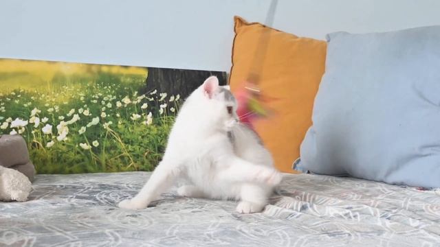 Британский котик Никита с пятном в виде сердца на белом боку