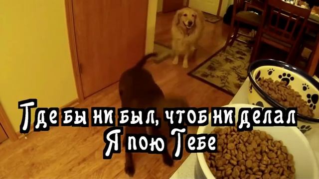 Виктория Гронина - Благословлю Тебя
