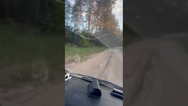 Дорога домой!