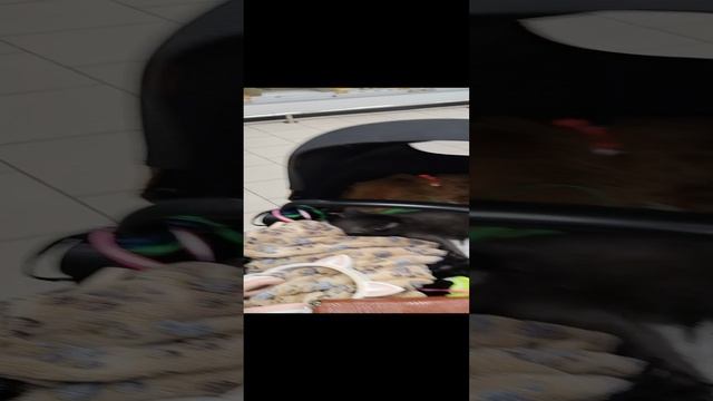 VID_20241117_134033.mp4