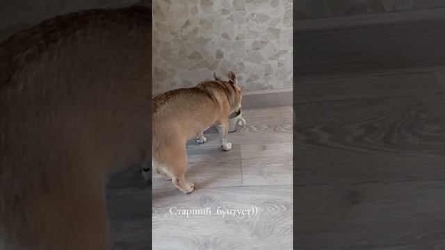 Старший бунтует