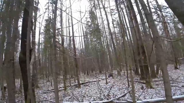 Охота на зайца с эстонской гончей 06.11.2022. Пестрая тропа