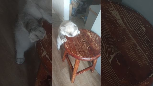 Муся  пьяна 😂🤣😂