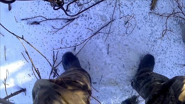 охота на бобра, установка капканов.