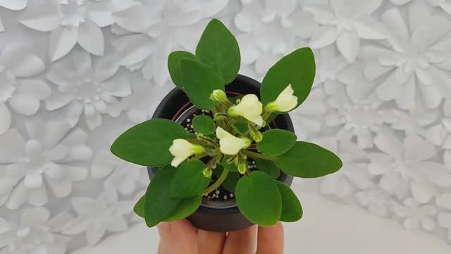 Фиалка трейлер Chantaspring
