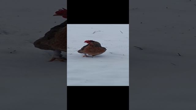 1000030247.mp4