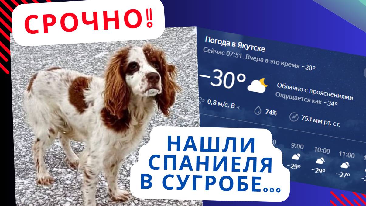Срочно! Спасение спаниеля из сугроба!