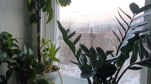 Недоль