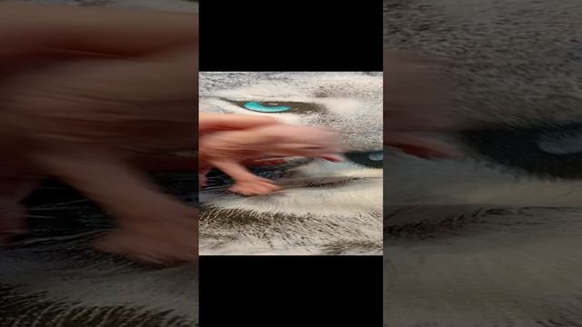 теплые коты