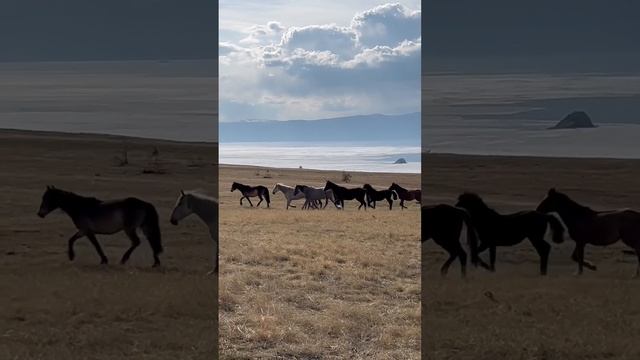 Baikal - area where people and animals gave no fences ;)