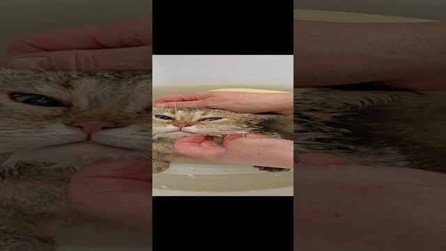 Kuper.mp4