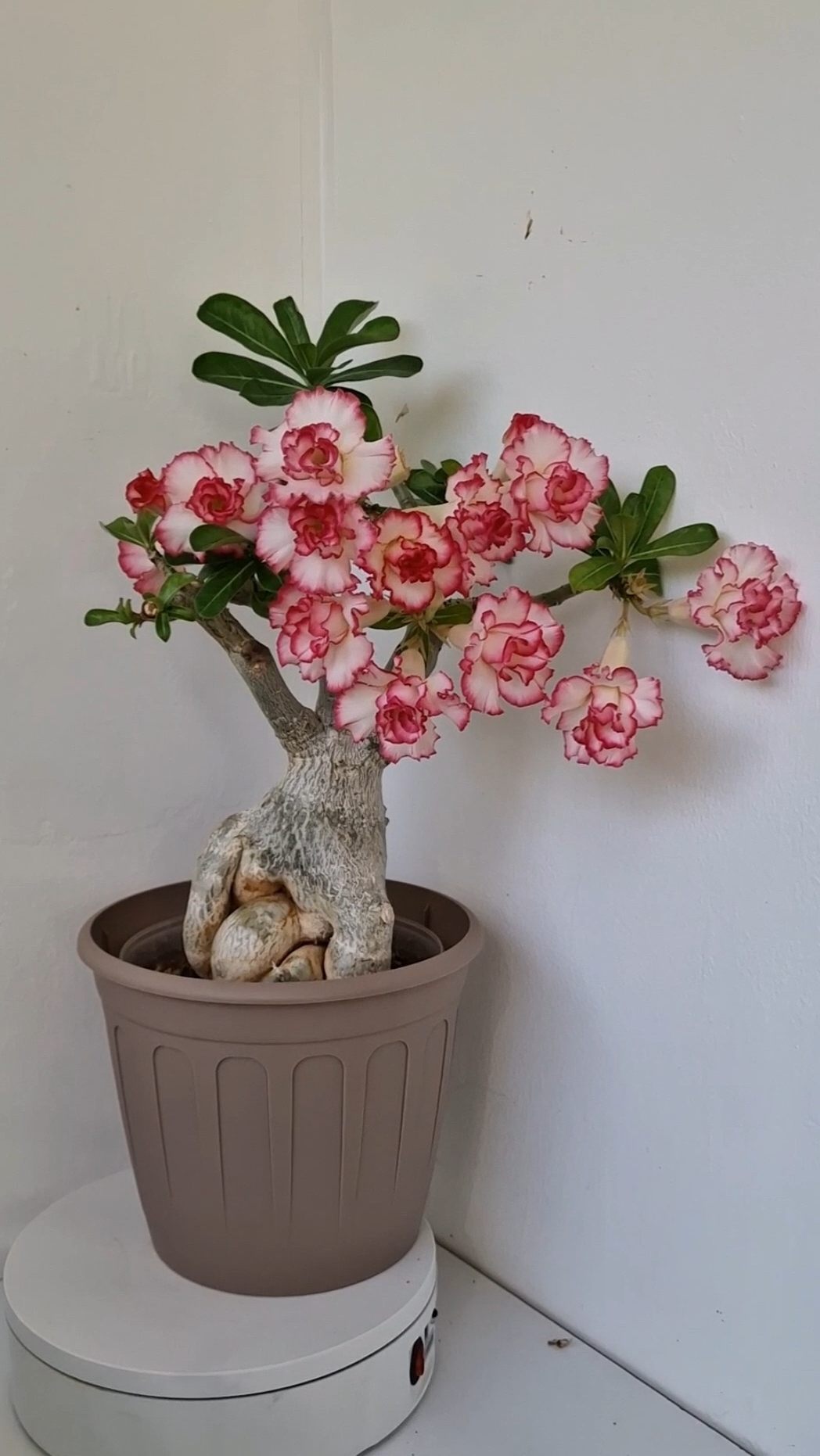 адениум Huacinth(Гиацинт)🥰 Потрясающие букетики выдает. #адениум #adenium  #суккуленты #plants
