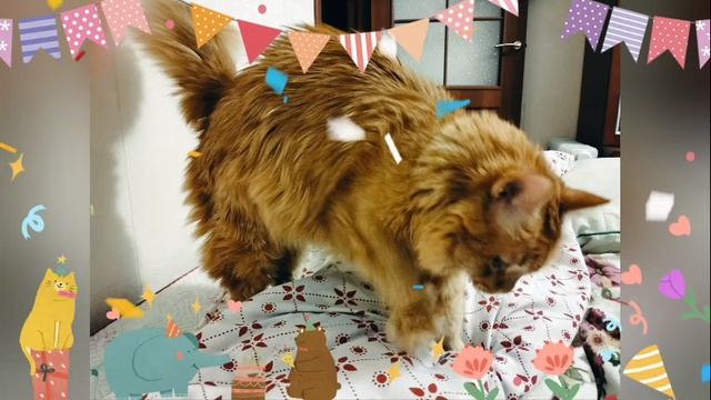 Video 20241121-03.mp4