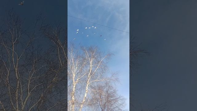 Турманы Сибири