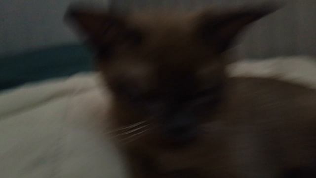 Привет от каспера🙌🐱