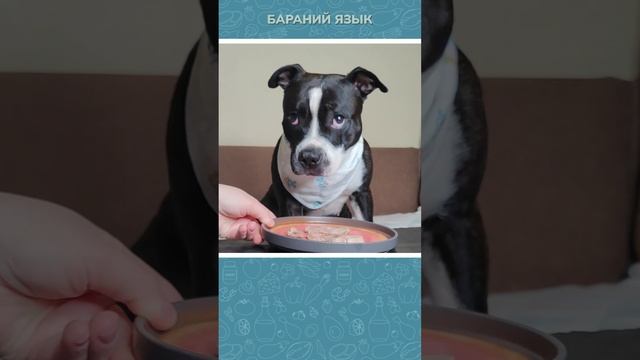 Бараний язык! Оценка от стаффи 🍽️ #повар #рецепт #собака #кухня #язык #баранина #животные #стаффи