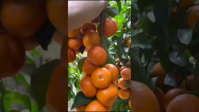 Пора собирать уже зима