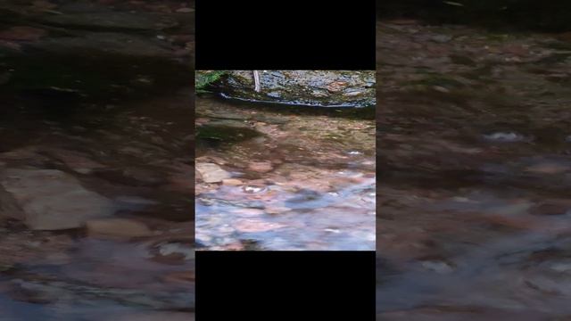 VID_20241104_171040.mp4