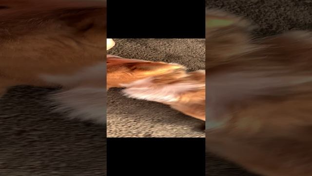 Малыш корги начал обучение командам