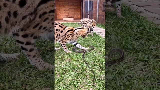 На котиков нельзя повышать голос!