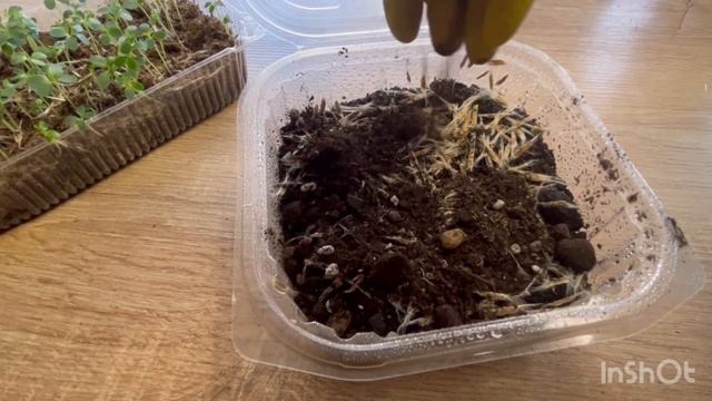 Как прорастить катальпу из семян