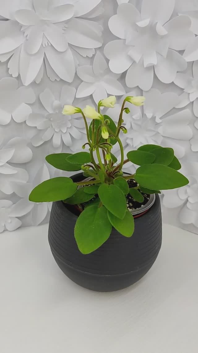 Фиалка трейлер Chantaspring