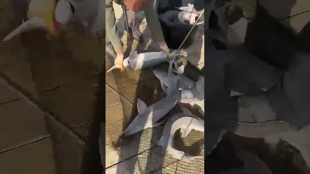 Хозяйство