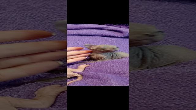лысые котята сфинксы