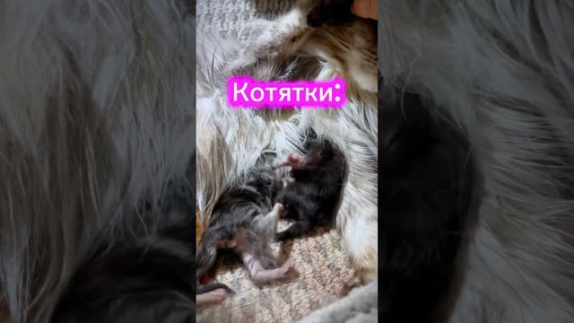 МЕЙНКУН. КОТЯТА #cats #мейнкун  #mainecoon