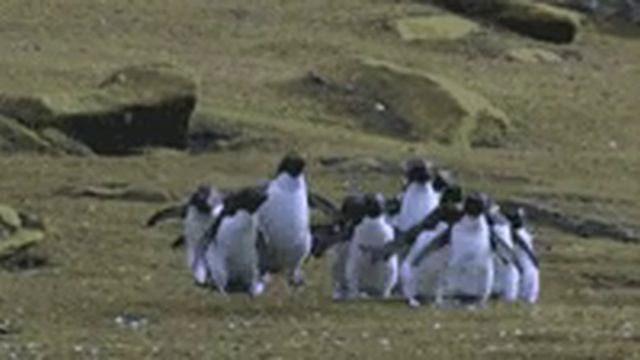 ПиНгВиНы 🐧