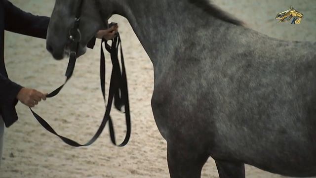 100-летие МКЗ, аукцион орловцев и Чемпионат троек. Дайджест "Подкова" на телеканале "Конный мир"