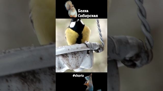 Большие синицы прилетают за семечками