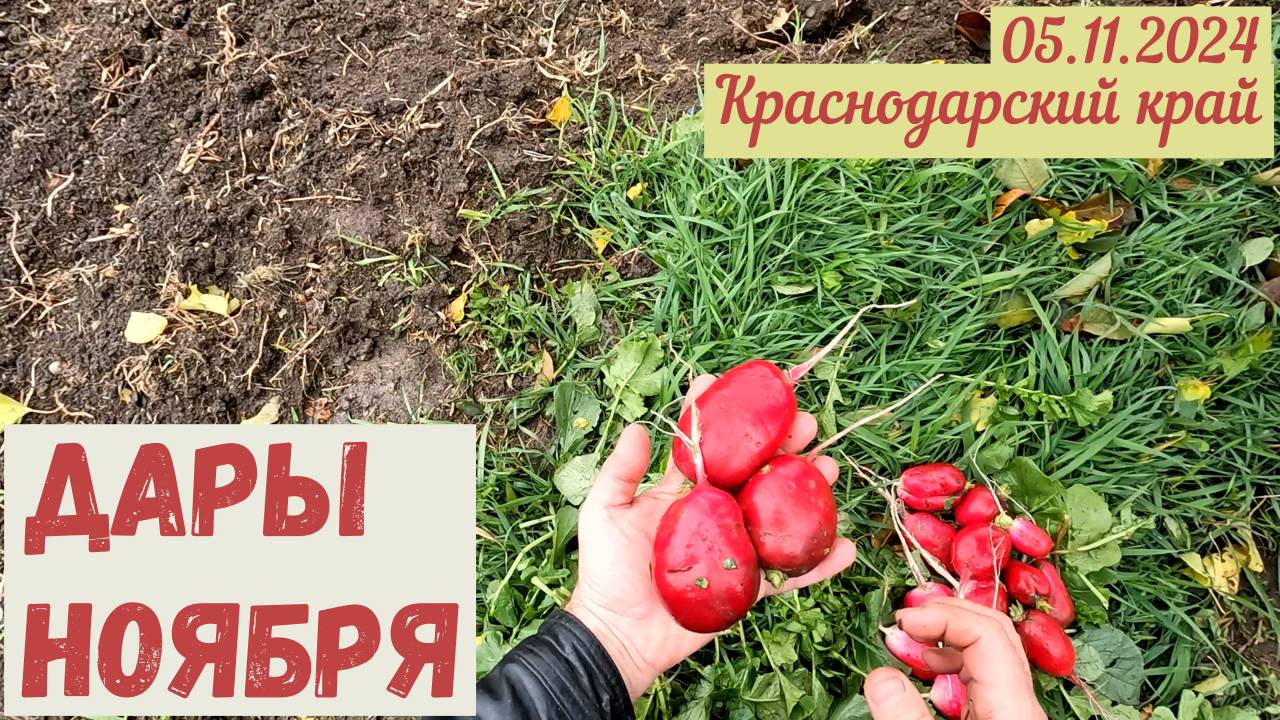 Краснодарский край. 05.11.2024. Дары ноября.