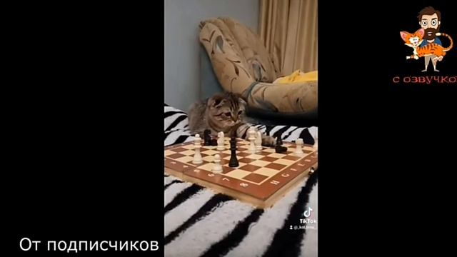 приколы с котами