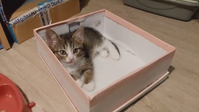 Обзор на кошку
