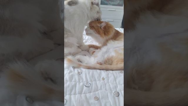 Кошачья жизнь и гигиена