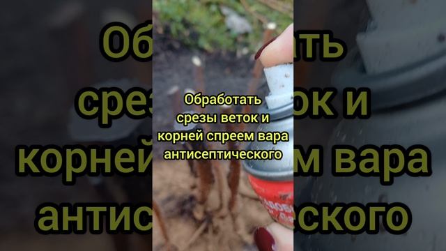 ОМОЛАЖЕНИЕ КУСТОВ СТОРОДИНЫ #кухняусёмушки #рек #мойсад