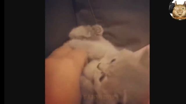 SVID_20241120_153014_1.mp4