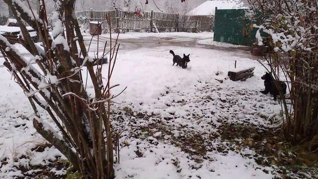 Снег,собаки играют.