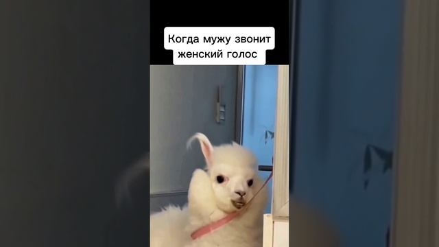 Ревность