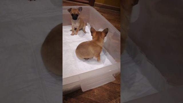 lv_0_20241121095323.mp4