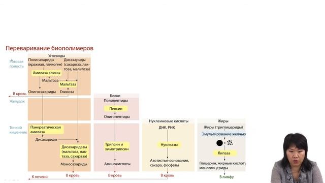 Энергетические системы организма